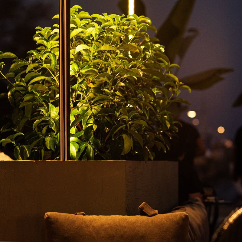 Γωνιά lounge με φυτά στον βραδινό φωτισμό